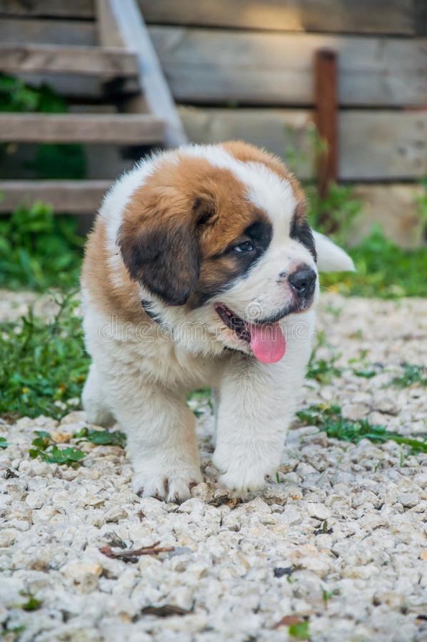 Image of SAINT BERNARD posted on 2022-03-13 14:06:50 from GOA